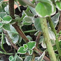 Cuban oregano or Mexican mint or Spanish thyme Plant cutting (   ) (1 cut, 2cuts)