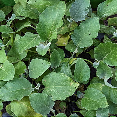 5nos Thorn Brinjal seedlings (Mulla Vankaya) - ముళ్ల వంకాయ మొక్కలు