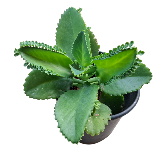 Mother of Thousands Live Plant Mother of Thousands Live Plant