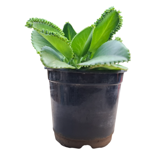 Mother of Thousands Live Plant Mother of Thousands Live Plant
