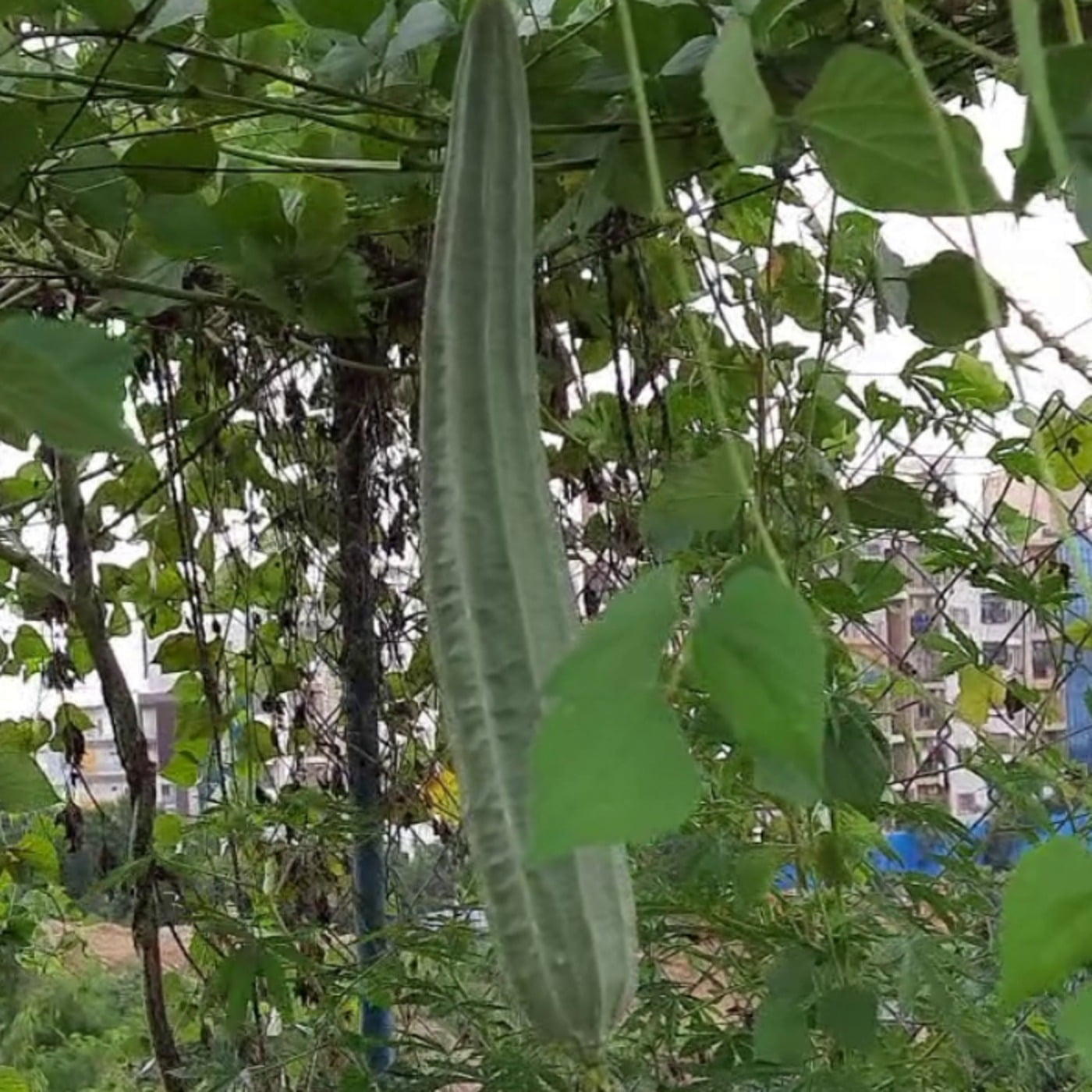 Ridge Gourd బీరకాయ Turai 6 to 8 seeds