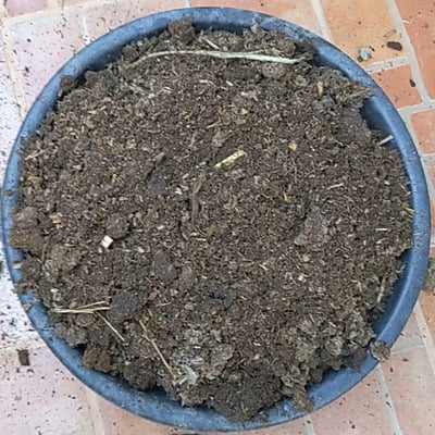 25 kg Aged Cow Manure