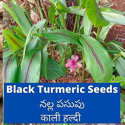 250gms Black Turmeric Seeds Rhizomes | నల్ల పసుపు (Curcuma caesia) 250gms Black Turmeric Seeds Rhizomes | నల్ల పసుపు (Curcuma caesia)