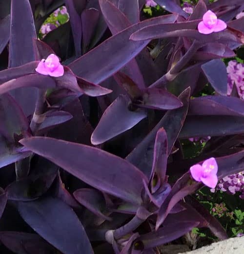 plant home power mix Premium Houseplant Mix [1 Gal.] main image 1