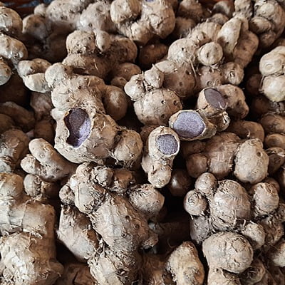 250gms Black Ginger Seed Rhyzomes | Kaempferia parviflora | Thai ginseng