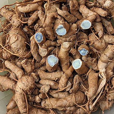 250gms Black Turmeric Seeds Rhizomes | నల్ల పసుపు (Curcuma caesia) 250gms Black Turmeric Seeds Rhizomes | నల్ల పసుపు (Curcuma caesia)