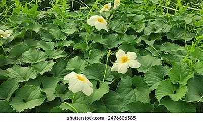 ఆగాకర దుంపలు (అడవి కాకర) Agakara Spine Gourd Boda Kakara 1 set ఆగాకర దుంపలు (అడవి కాకర) Agakara Spine Gourd Boda Kakara 1 set