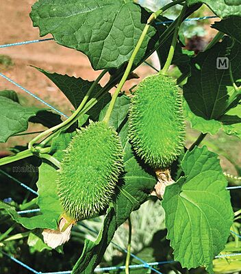 ఆగాకర దుంపలు (అడవి కాకర) Agakara Spine Gourd Boda Kakara 1 set ఆగాకర దుంపలు (అడవి కాకర) Agakara Spine Gourd Boda Kakara 1 set