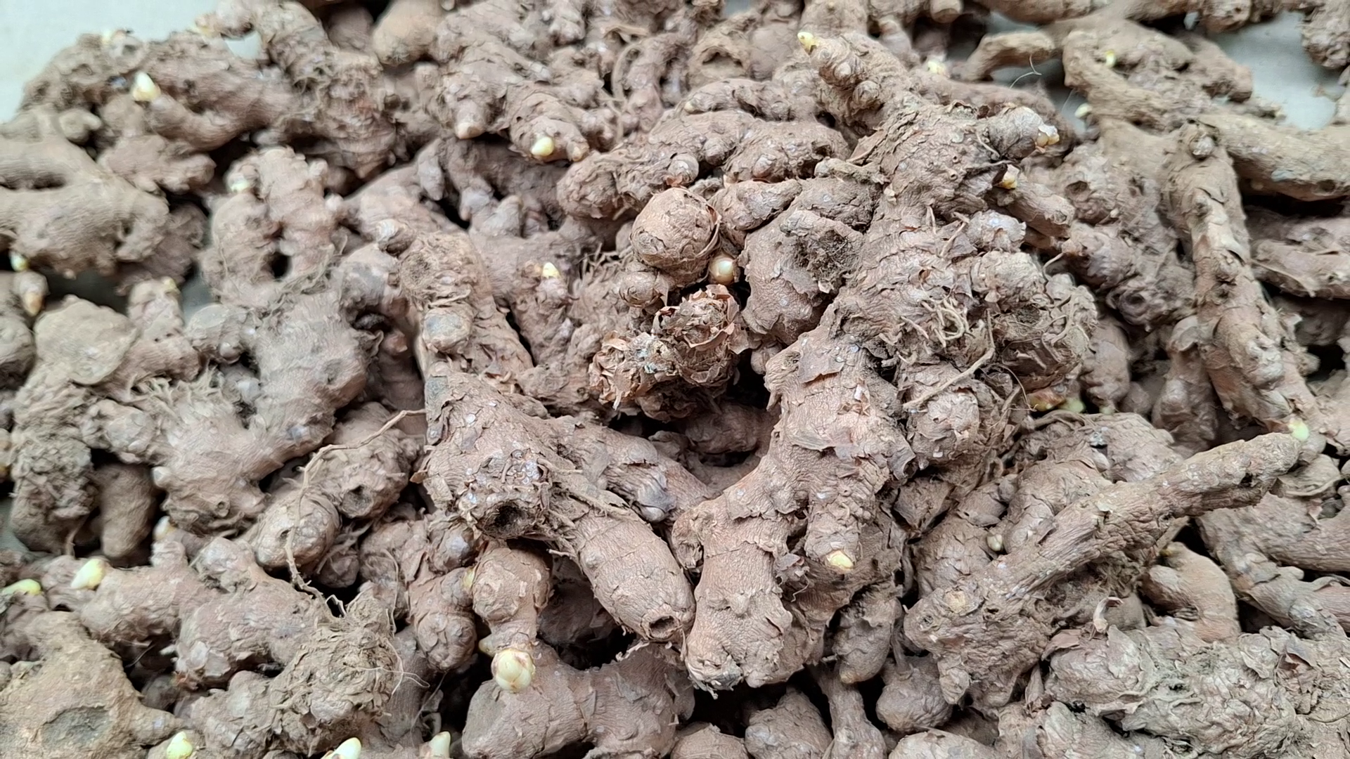 Ing Makhir Ginger (Highest Gingerol content) 100gms | 250gms | 500gms | 1Kg Ing Makhir Ginger (Highest Gingerol content) 100gms | 250gms | 500gms | 1Kg