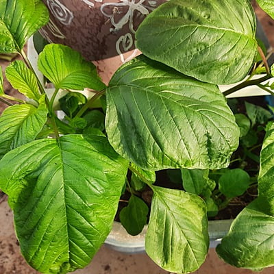 Amaranth తోటకూర Rajgira