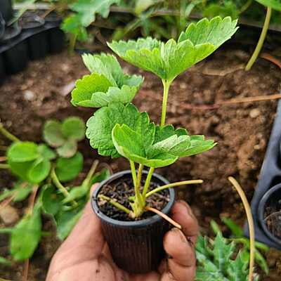 Straw berry cocopeat glass saplings 5 plants